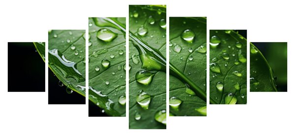 Obraz - List po dešti (210x100 cm)