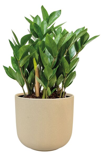 Ter Steege Obal Nine concrete D22 H20