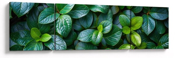 Obraz - Zelené rostliny (170x50 cm)