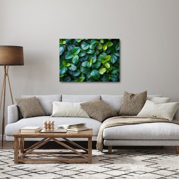 Obraz - Zelené rostliny (70x50 cm)