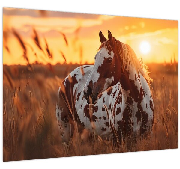 Obraz - Kůň při západu slunce (70x50 cm)