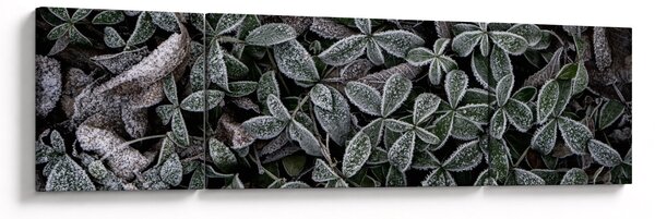 Obraz - Zmrzlé rostliny (170x50 cm)