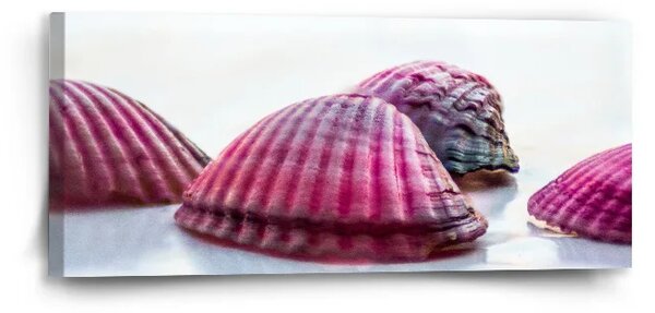 Sablio Obraz Mušličky - 110x50 cm