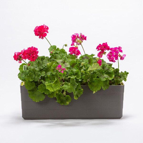 Samozavlažovací truhlík Berberis antracit/zelená 60 cm