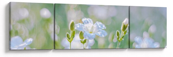 Obraz - Jemné květy (170x50 cm)