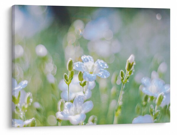 Obraz - Jemné květy (70x50 cm)