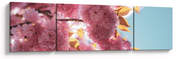 Obraz - Třešňový květ (170x50 cm)