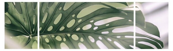 Obraz - List monstery (170x50 cm)