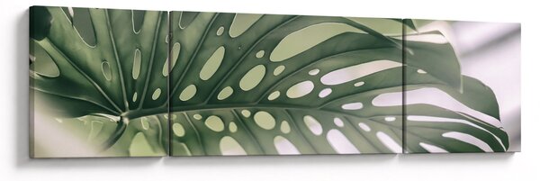 Obraz - List monstery (170x50 cm)