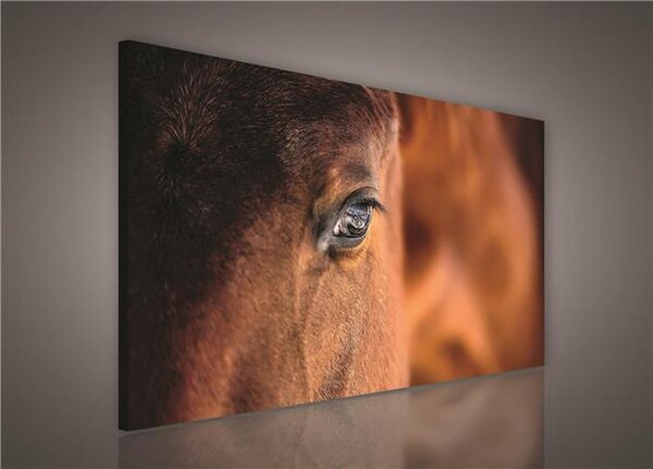 Obraz na plátně kůň 495O1, 100 x 75 cm, IMPOL TRADE