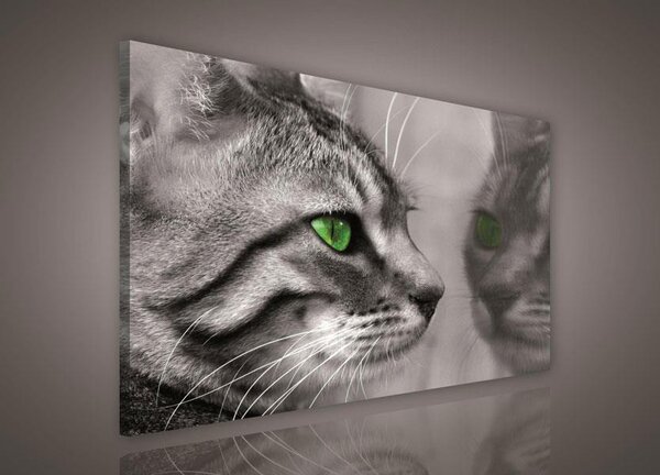 Obraz na plátně kočka 181O1, 100 x 75 cm, IMPOL TRADE