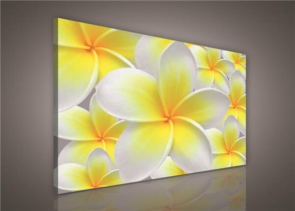 Obraz na plátně žluté květy Plumeria 123O1, 100 x 75 cm, IMPOL TRADE