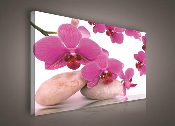 Obraz na plátně orchidej růžová 136O1, 100 x 75 cm, IMPOL TRADE