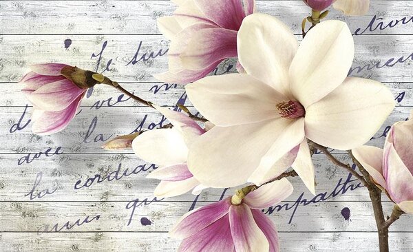 Fototapety, rozměr 368 cm x 254 cm, květy magnolie, IMPOL TRADE 2878 P8