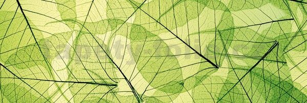 Samolepící tapety za kuchyňskou linku, rozměr 180 cm x 60 cm, listové žíly, DIMEX KI-180-048