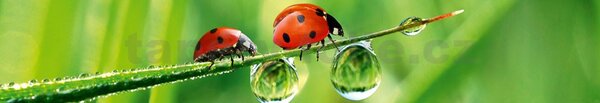 Samolepící tapety za kuchyňskou linku, rozměr 350 cm x 60 cm, slunéčko sedmitečné, DIMEX KI-350-015