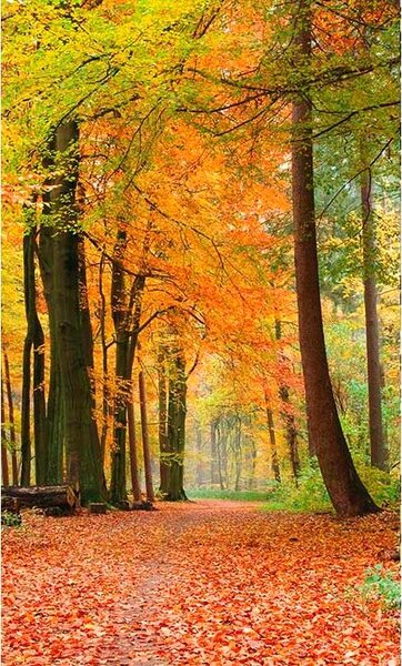 Vliesové fototapety, rozměr 150 cm x 250 cm, les na podzim, DIMEX MS-2-0099