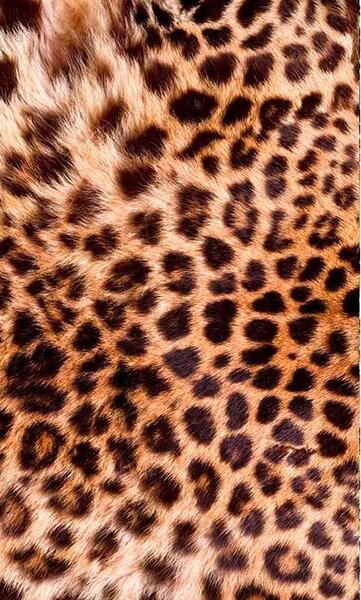 Vliesové fototapety, rozměr 150 cm x 250 cm, leopardí kůže, DIMEX MS-2-0184