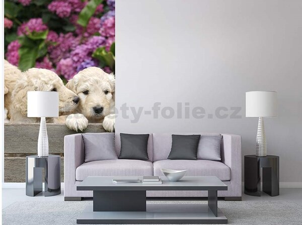Vliesové fototapety, rozměr 150 cm x 250 cm, štěnata labradora, DIMEX MS-2-0224