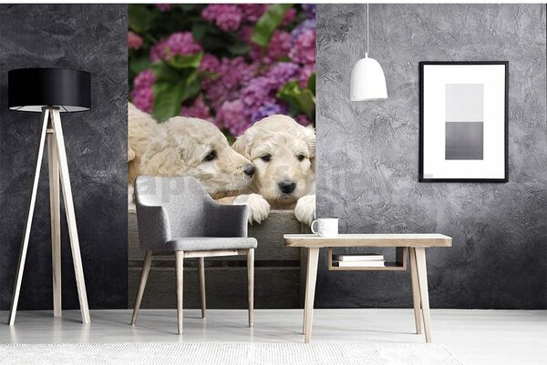 Vliesové fototapety, rozměr 150 cm x 250 cm, štěnata labradora, DIMEX MS-2-0224
