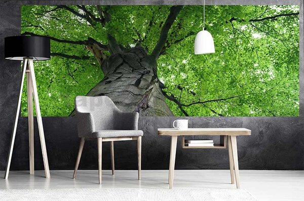 Vliesové fototapety, rozměr 375 cm x 150 cm, koruny stromů, DIMEX MP-2-0101