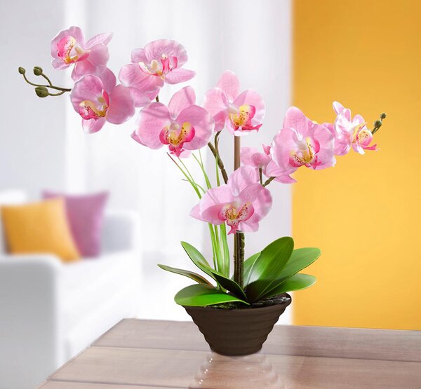 Die moderne Hausfrau Dekorační orchidej