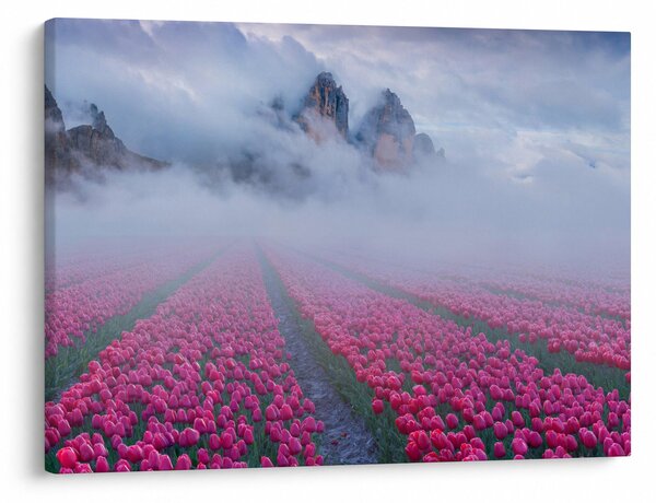 Obraz - Krajina s tulipánovými poli (70x50 cm)