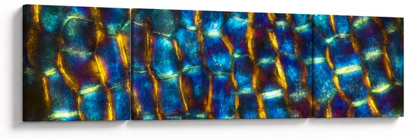 Obraz - Buněčná stěna (170x50 cm)