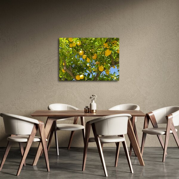 Obraz - Citrónovník (70x50 cm)