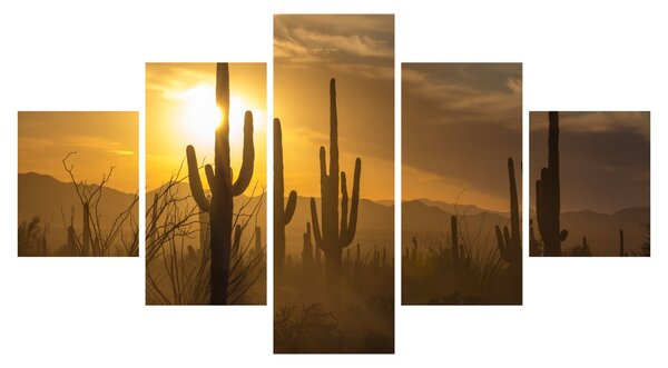 Obraz - Kaktusy Saguaro (125x70 cm)