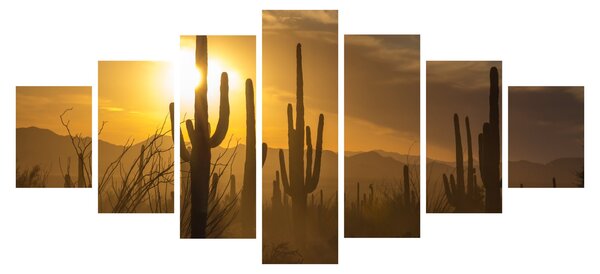 Obraz - Kaktusy Saguaro (210x100 cm)