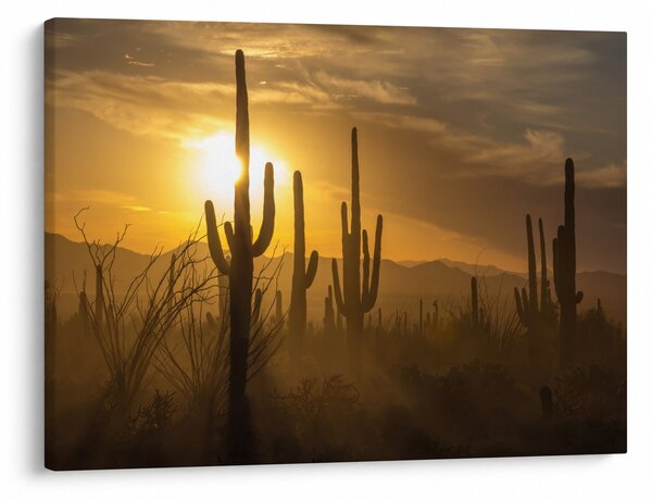 Obraz - Kaktusy Saguaro (70x50 cm)