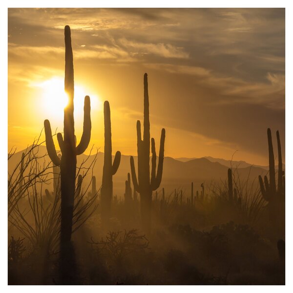 Obraz - Kaktusy Saguaro (30x30 cm)