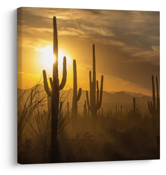 Obraz - Kaktusy Saguaro (30x30 cm)