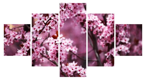 Obraz - Růžová sakura (125x70 cm)