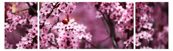 Obraz - Růžová sakura (170x50 cm)