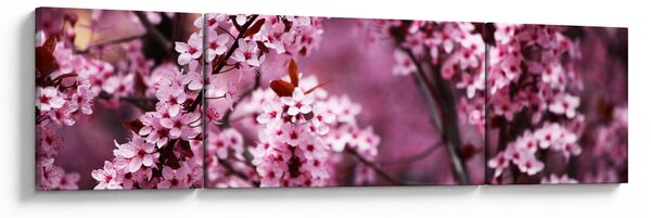 Obraz - Růžová sakura (170x50 cm)