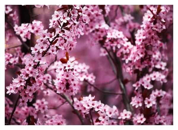 Obraz - Růžová sakura (70x50 cm)
