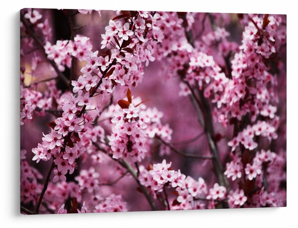 Obraz - Růžová sakura (70x50 cm)