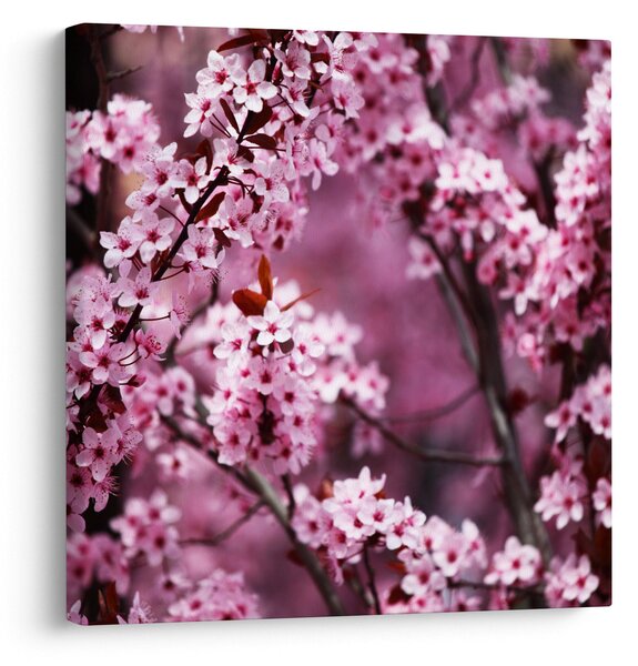 Obraz - Růžová sakura (30x30 cm)