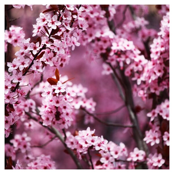 Obraz - Růžová sakura (30x30 cm)