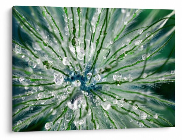 Obraz - Makro snímek květu (70x50 cm)