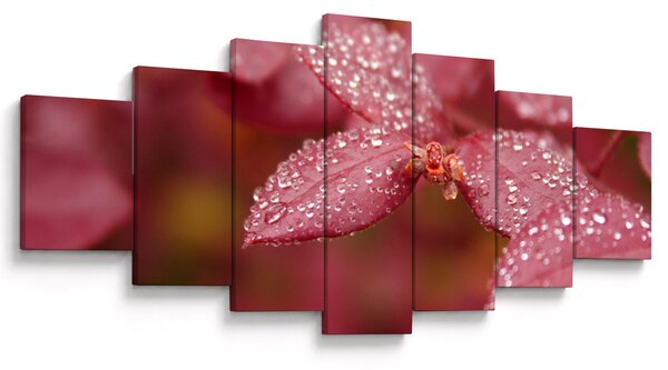 Obraz - Makro snímek lístku (210x100 cm)