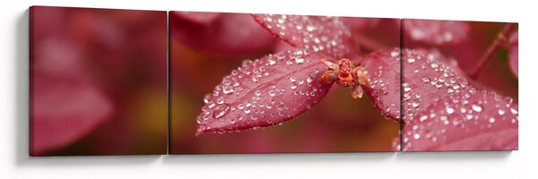 Obraz - Makro snímek lístku (170x50 cm)