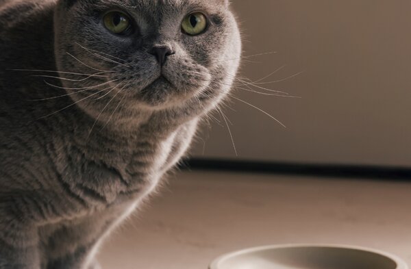 PINO PETS Miska pro kočky PINO | mramorované provedení Marble | Whisker Friendly | různé barvy Barva: Salmon Terra (mramorovaný vzor)