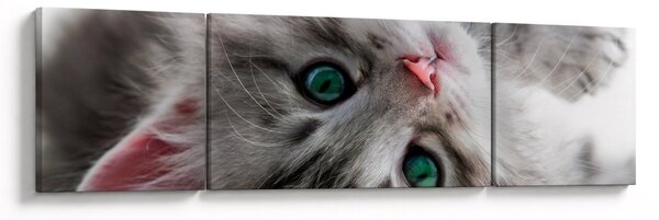 Obraz - Kočka se zelenýma očima (170x50 cm)
