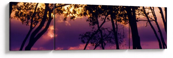 Obraz - Stromy při západu slunce (170x50 cm)