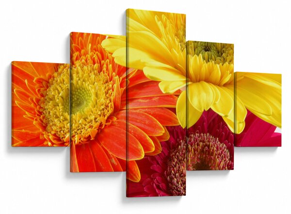 Obraz - Květy Gerbery (125x70 cm)