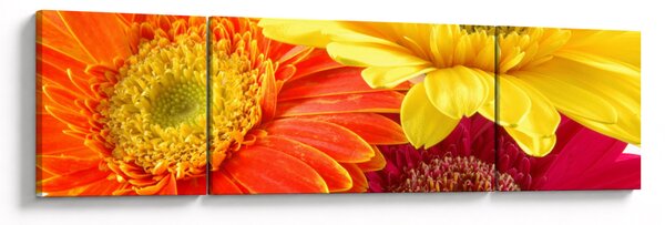 Obraz - Květy Gerbery (170x50 cm)