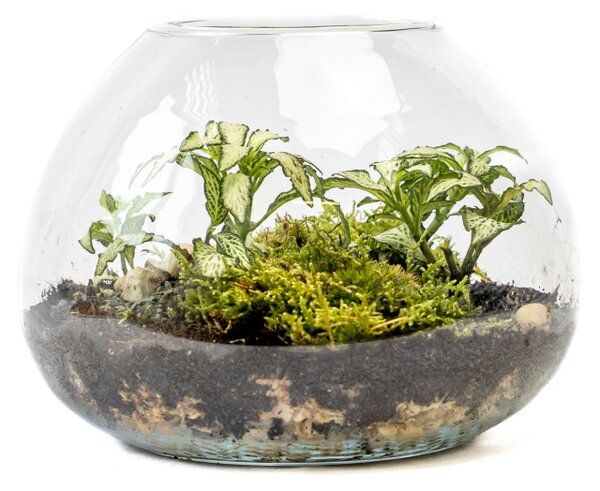 Skleněná váza LARIA, průměr 20 cm - osázené vlhkomilně